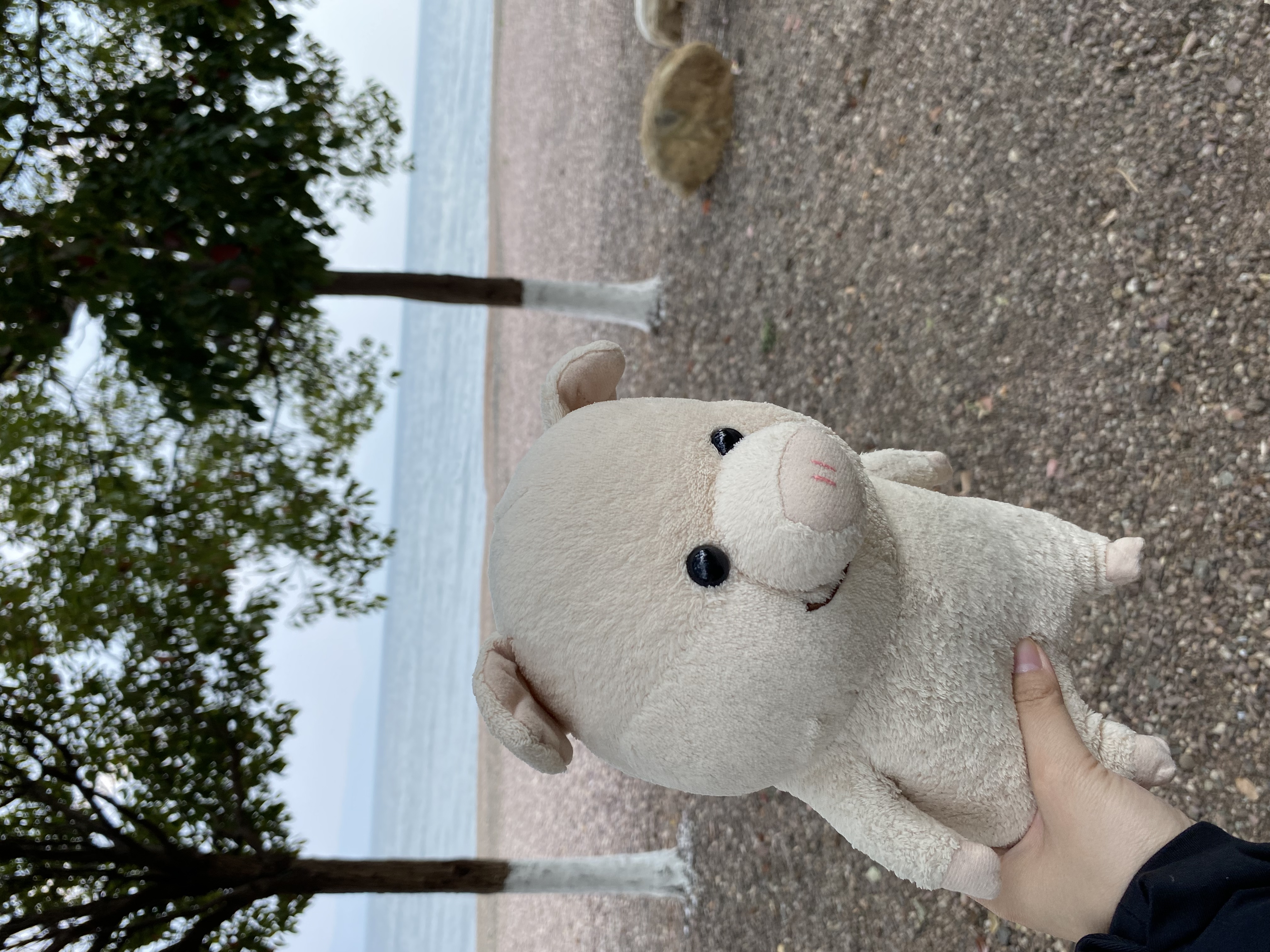小猪去抚仙湖玩啦的回忆照片
